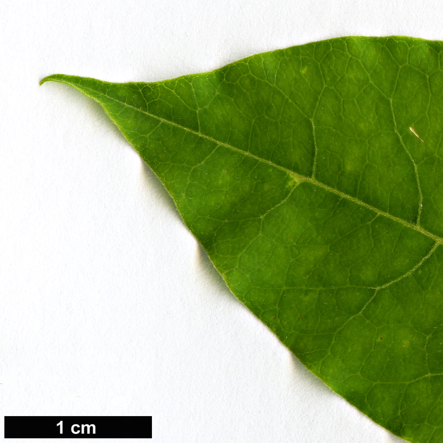 High resolution image: Family: Fabaceae - Genus: Platyosprion - Taxon: platycarpum